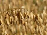100+ Free Oat Field & Oats Images - Pixabay