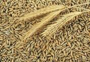 Grain Highlight: Rye - Lindley Mills