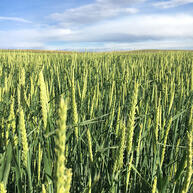 Barley Seed for Sale - Forage Barley - Millborn Seeds