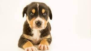 How search-and-rescue dogs find survivors