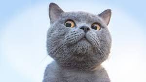 How to Make a Cat Video - YouTube