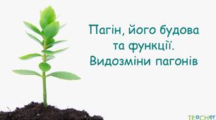 Пагін, будова та функції.