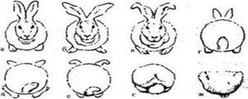 040073nc-7998-363x145.png
