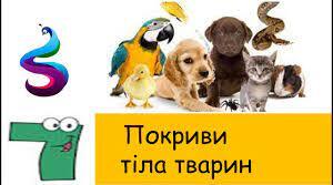  Лабораторне дослідження. Особливості покривів тіла тварин