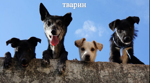 4 жовтня – Всесвітній день захисту тварин