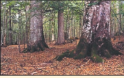04007sty-7d42-181x115.png