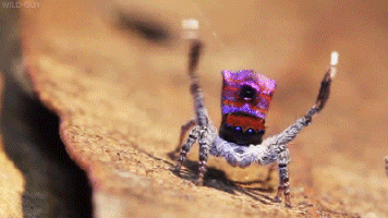 040084kq-0608-356x200.gif