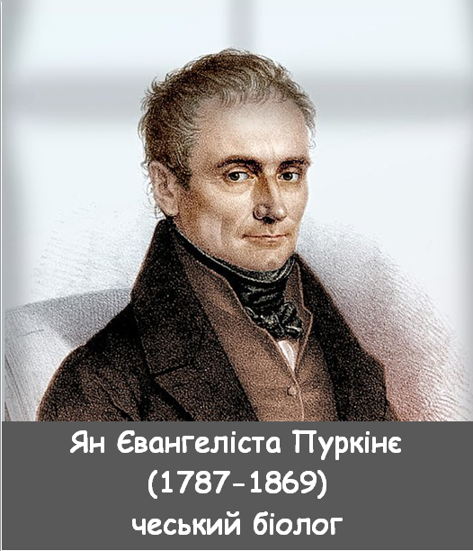 040087zb-902d-526x612.png