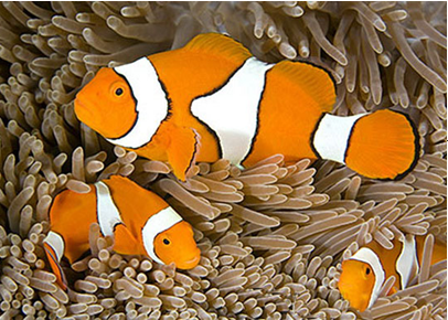04008c98-f114-406x290.png