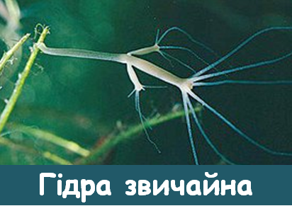 04008cmr-05a3-412x291.png