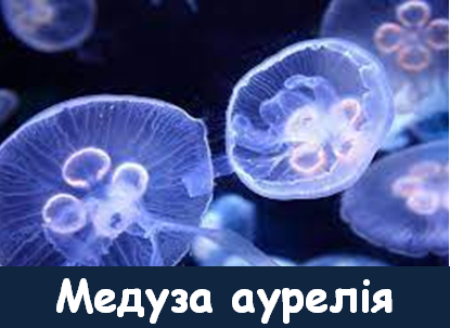 04008cms-63d3-415x303.png