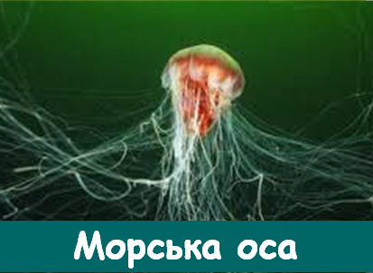 04008cn1-99a5-413x303.png
