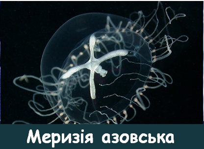 04008cr1-b113-416x305.png