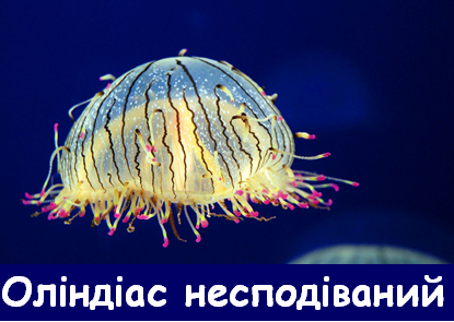04008cr4-6882-415x295.png