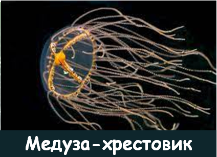 04008cr6-cc48-424x306.png