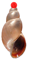 04008moh-b4da-142x247.png