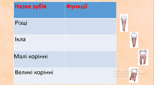 Лабораторне дослідження № 2 Тема: зовнішня будова зубів (за муляжами, моделями).