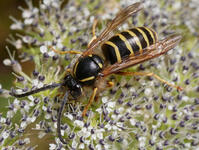 Dolichovespula sylvestris - Осы Беларуси