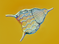 04008puf-5cef-202x150.png