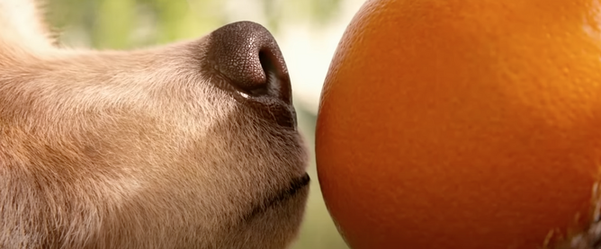 04008rg4-f24d-668x277.png