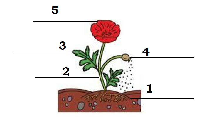 04008wbr-e97e-746x462.png