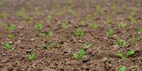 Тема 6. Сходи овочевих культур | Agromage.com