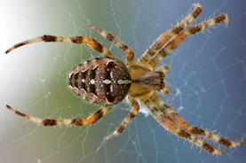 World of Spiders - Jesmond