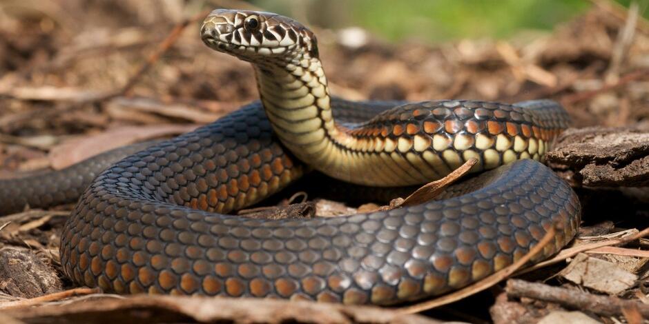 Snakes, the ecosystem, and us: it's time we change | The George Institute for Global Health