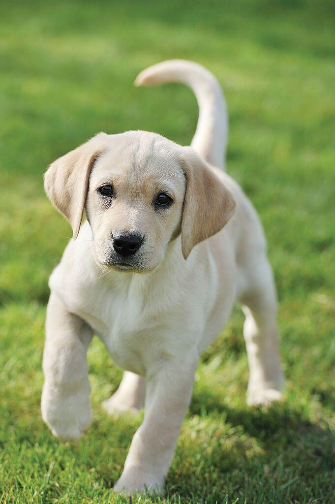 The 30 Cutest Dog Breeds - Most Adorable Dogs and Puppies