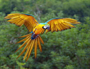 PARROT - визначення й синоніми parrot в англійська словнику