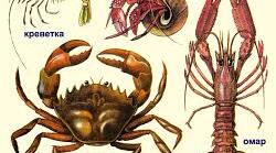 7 клас Ракоподібні