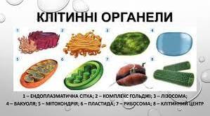 9 клас Цитоплазма та органели 