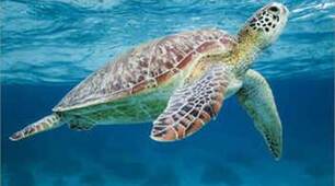 Презентація: " My pet is a turtle "