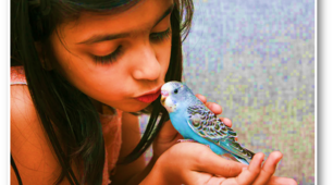 Презентація: " My pet is a bird "