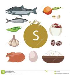 FoodProducts Sanos Ricos Con El Azufre Un Sistema De Comidas Orgánicas Orgánicas Con Un Alto Contenido Mineral Ilustración del Vector - Ilustración de productos, lifestyle: 122122434