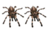 04009jkg-025c-69x43.png