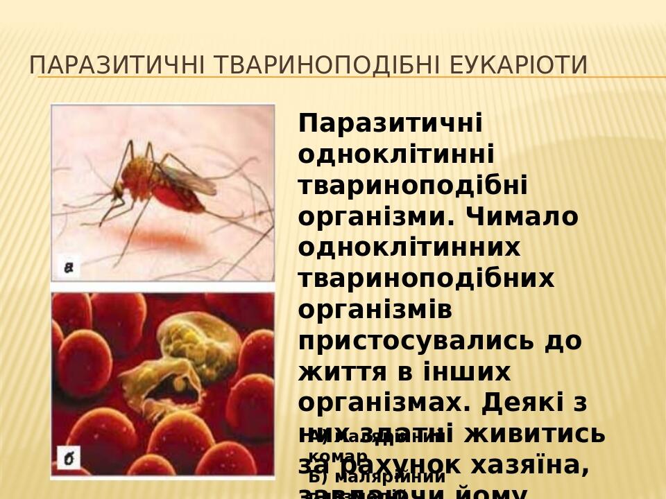 Біологія 6 клас : "Одноклітинні твариноподібні організми" | Презентація ...