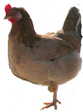 04009xy8-e21c-119x159.png