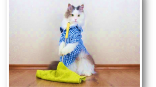 Презентація: " Help about the house "