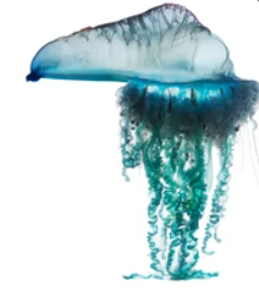 0400am3r-b129-236x268.png