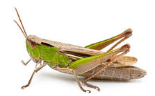 6,713 Grasshopper Isolated Stock Photos, Pictures & Royalty-Free Images - iStock