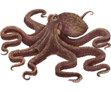 POLPO (Octopus vulgaris) - Lurdes Narciso, LDA – S.Miguel - Açores