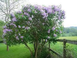 Syringa vulgaris (бузок звичайний) 'Sensation' - Сад-Город