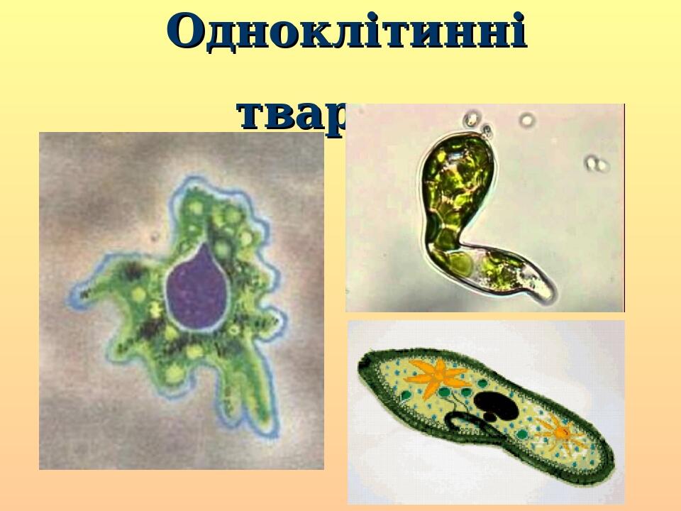Презентації до предмету "Біологія" 6 клас | Презентація. Біологія