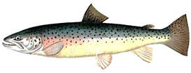 0400b5zc-cd19-274x105.png