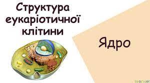 Ядро, його структурна організація та функції