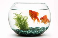 The 6 Most Expensive Pet Fish to Insure and Why - AZ Animals