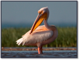 0400bdym-c818-162x124.png