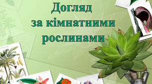 Як доглядати за кімнатними рослинами 