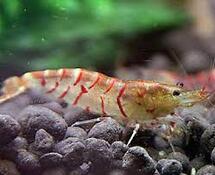 Красная тигровая креветка (Caridina cantonensis "Red Tiger")